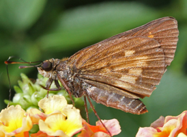 Broad-winged Skipper